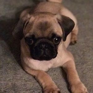 Meet your Posher, Dorie